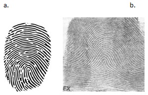 2397_Fingerprint pattern.jpg